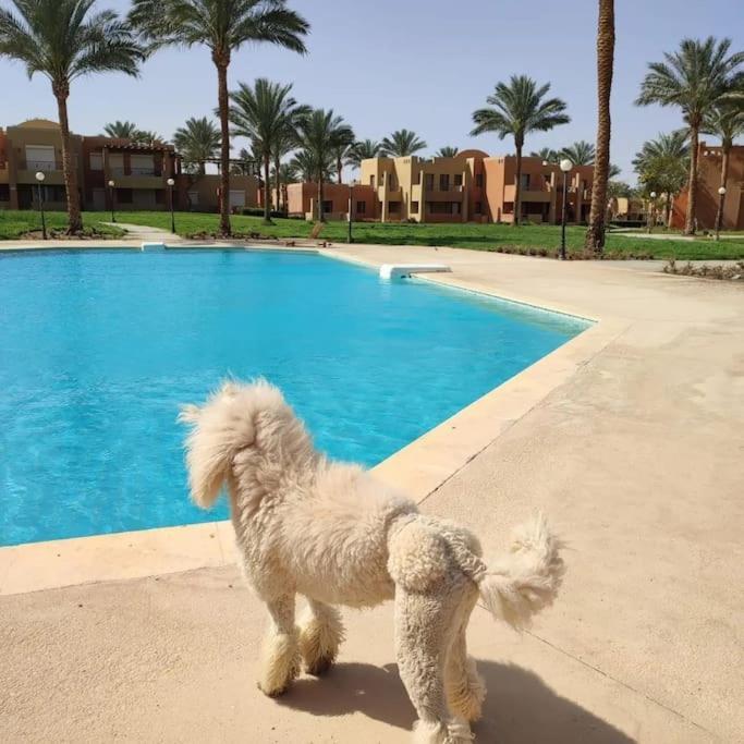 Stella De Mari In Makadi With